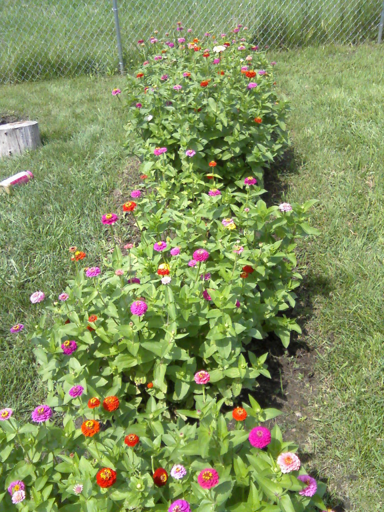 Our flowers are blooming Childrens Garden Montessori of Canton