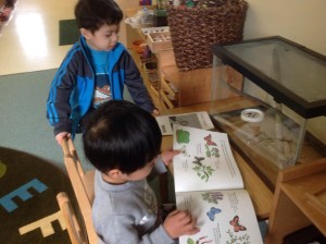 Learning about butterflies